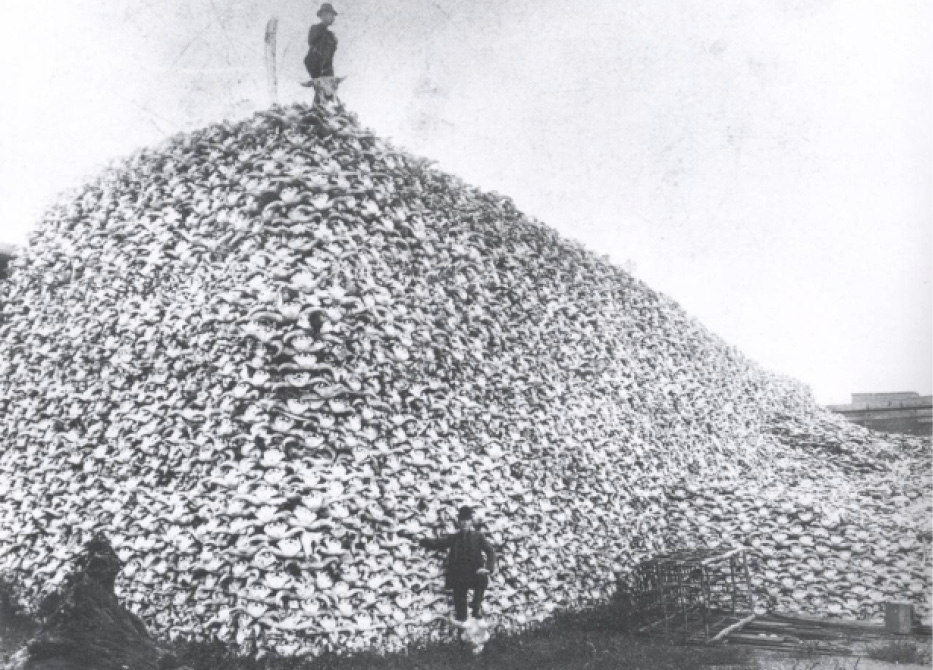 Euro-Americans killed bison in large numbers, using their meat, hides, and bones for various purposes. However, bison were also hunted purely for sport and to reduce their availability to the Plains Indians. This undated photograph of a pile of bison bones, almost certainly from the late nineteenth century, was taken at the Michigan Carbon Works in Detroit, Michigan, by J. Klima. The original is held by the Detroit Public Library.