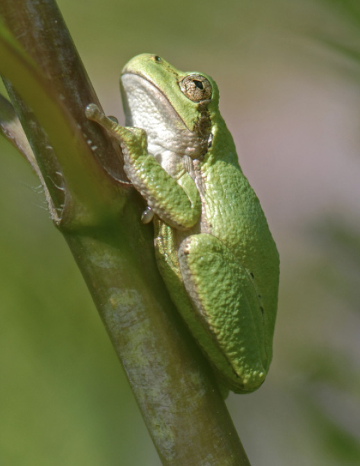 This gray tree frog was captured August 16, 2008, on private property in rural Jasper County, Iowa