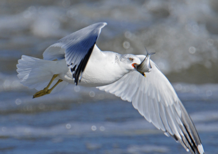 This ring-billed gull was captured November 15, 2010, on the Des Moines River below Red Rock Dam in Marion County, Iowa