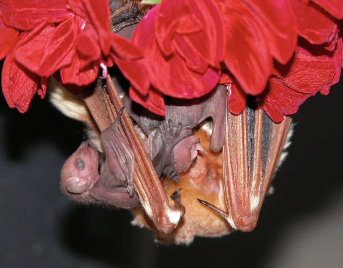 This female eastern red bat with her young was captured June 27, 2003, in the back yard of Saunders' property in northwest Grinnell, Iowa