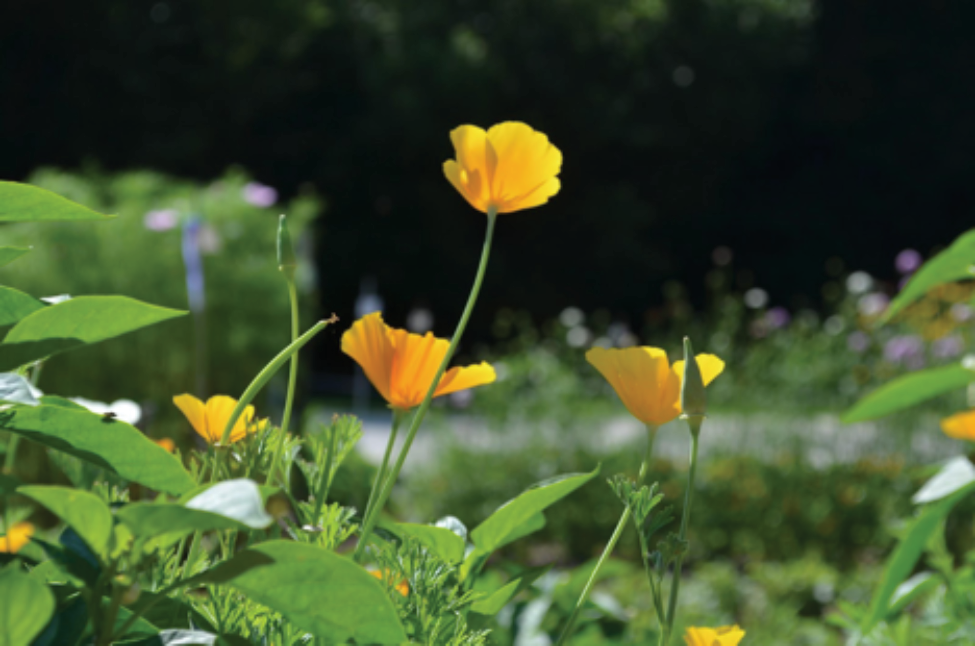 The flowers of a California poppy, Eschscholzia californica, growing at Seed Savers Exchange in 2015. The author collected seeds of this variety at the International Seed Library Forum in Tucson, Arizona.