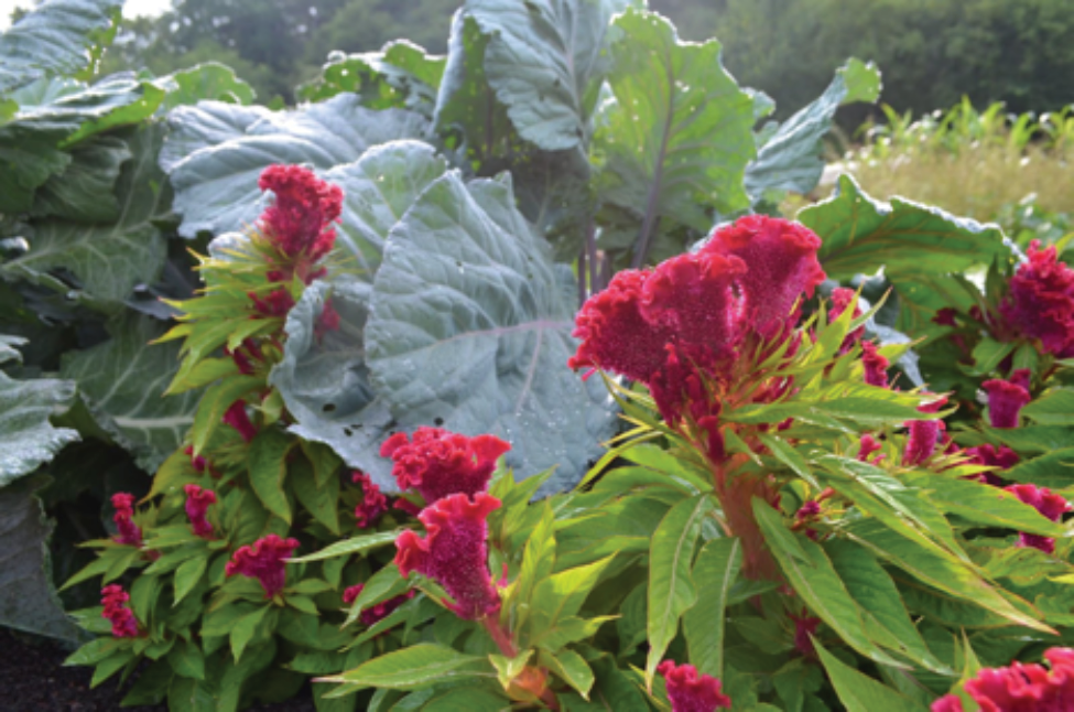 The flowers of Amish Cockscomb in bloom in the author’s 2015 garden at Heritage Farm. This plant, a variety of Celosia cristata, was found in an Amish garden in Arthur, Illinois and donated to Seed Savers Exchange by Orral and Joan Craig.
