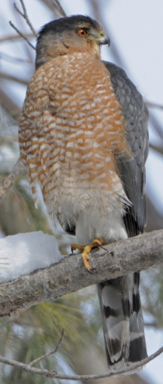 A picture of Cooper's Hawk, a bird with striped, orange feathers sitting on a tree branch.