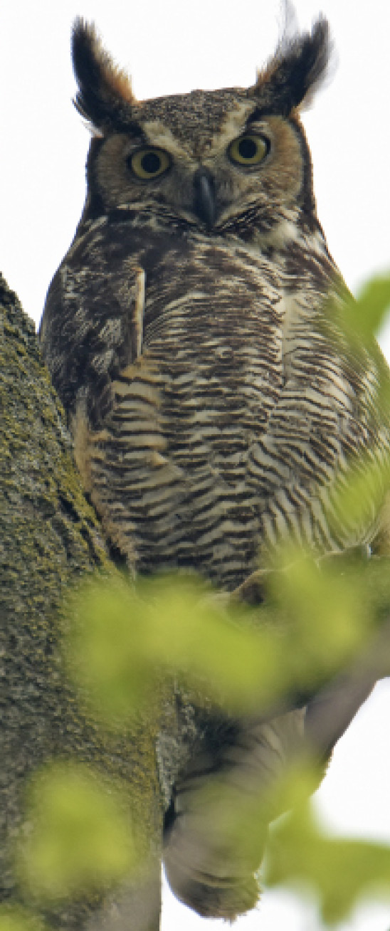 A picture of the Great-Horned Owl, a species of owl with long tufts.