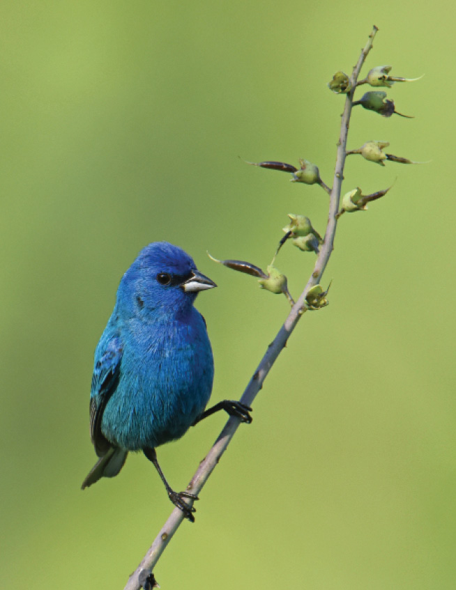 A picture of the Indigo Bunting bird, a small, bright blue bird on a tree branch