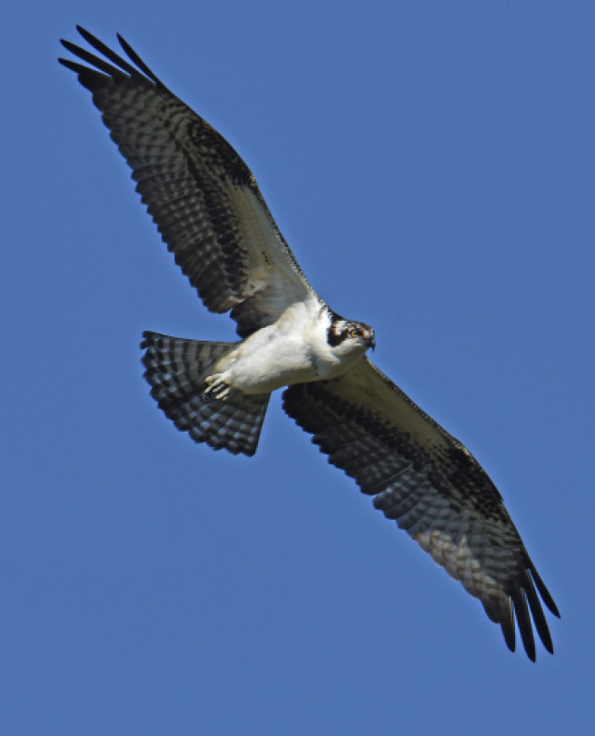 A picture of the Western Osprey flying.