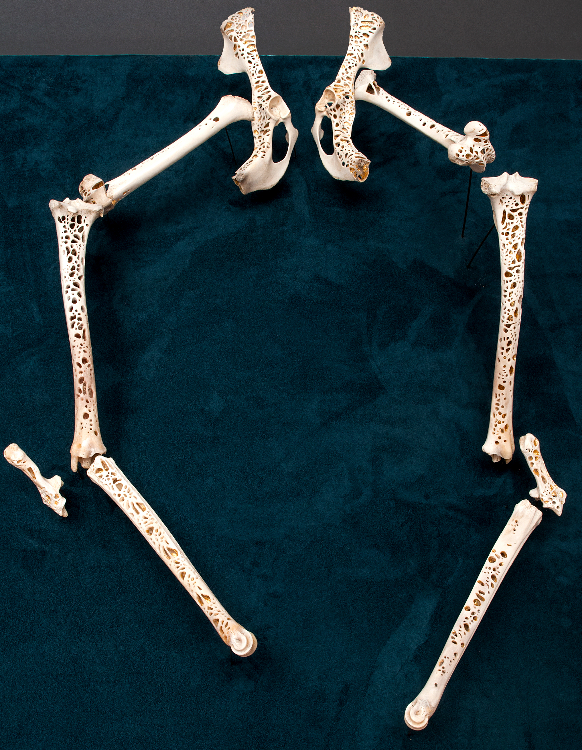“Cure” detail of pelvis and leg bones. Carved and polished roadkill deer bones, 24 karat gold leaf, by Lee Emma Running, 2016. Photo by Daniel Strong.