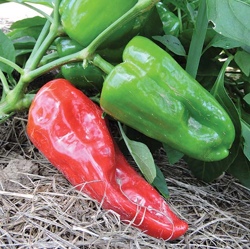 Through the Ogle-Riccelli family’s generosity, Ausilio peppers have been added to the Seed Savers catalog. Photograph courtesy of Seed Savers Exchange.