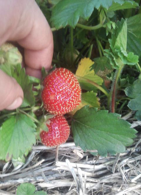 This is a picture of two strawberries on the branch.