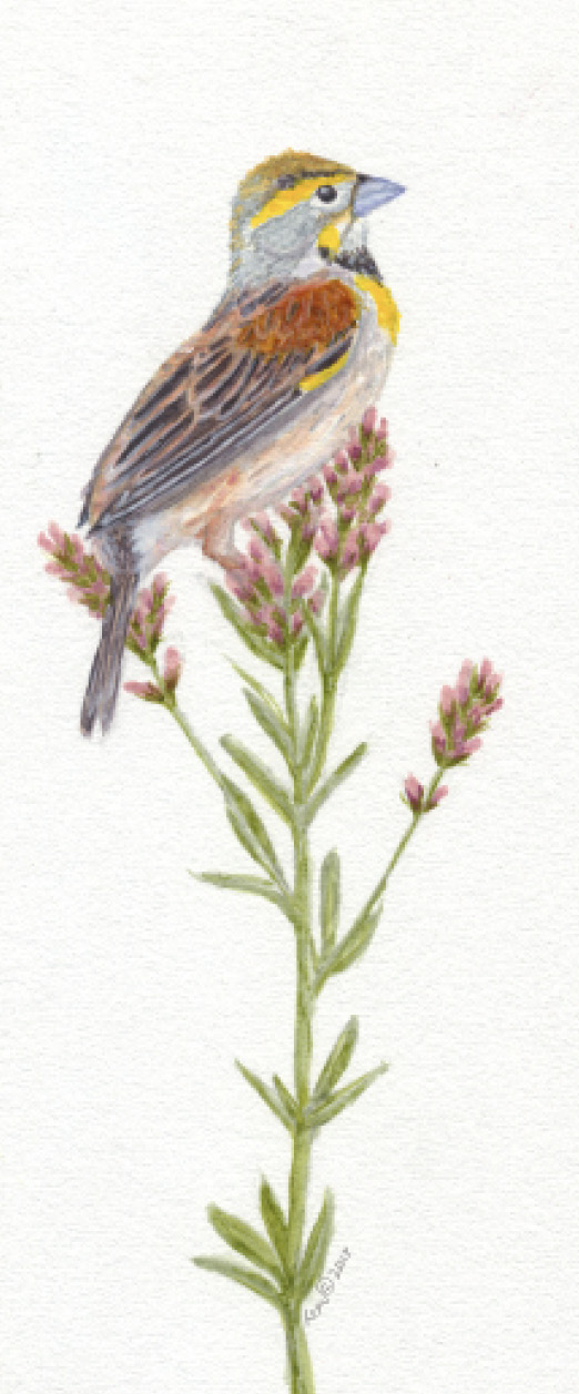 A watercolor painting of a dickissel bird sitting on a prairie clover.