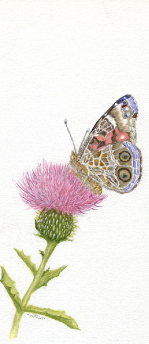 Watercolor painting of a butterfly on a pink milk thistle flower.