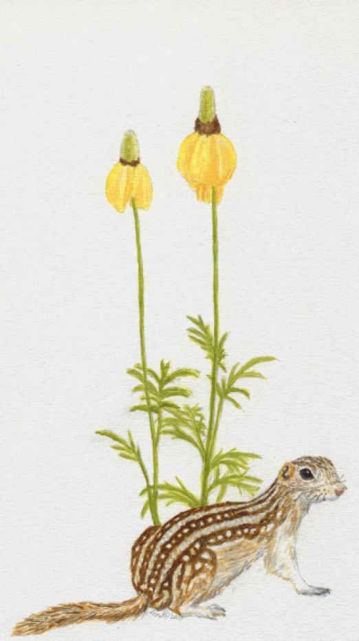 Watercolor painting of a squirrel in front of a yellow cornflower.