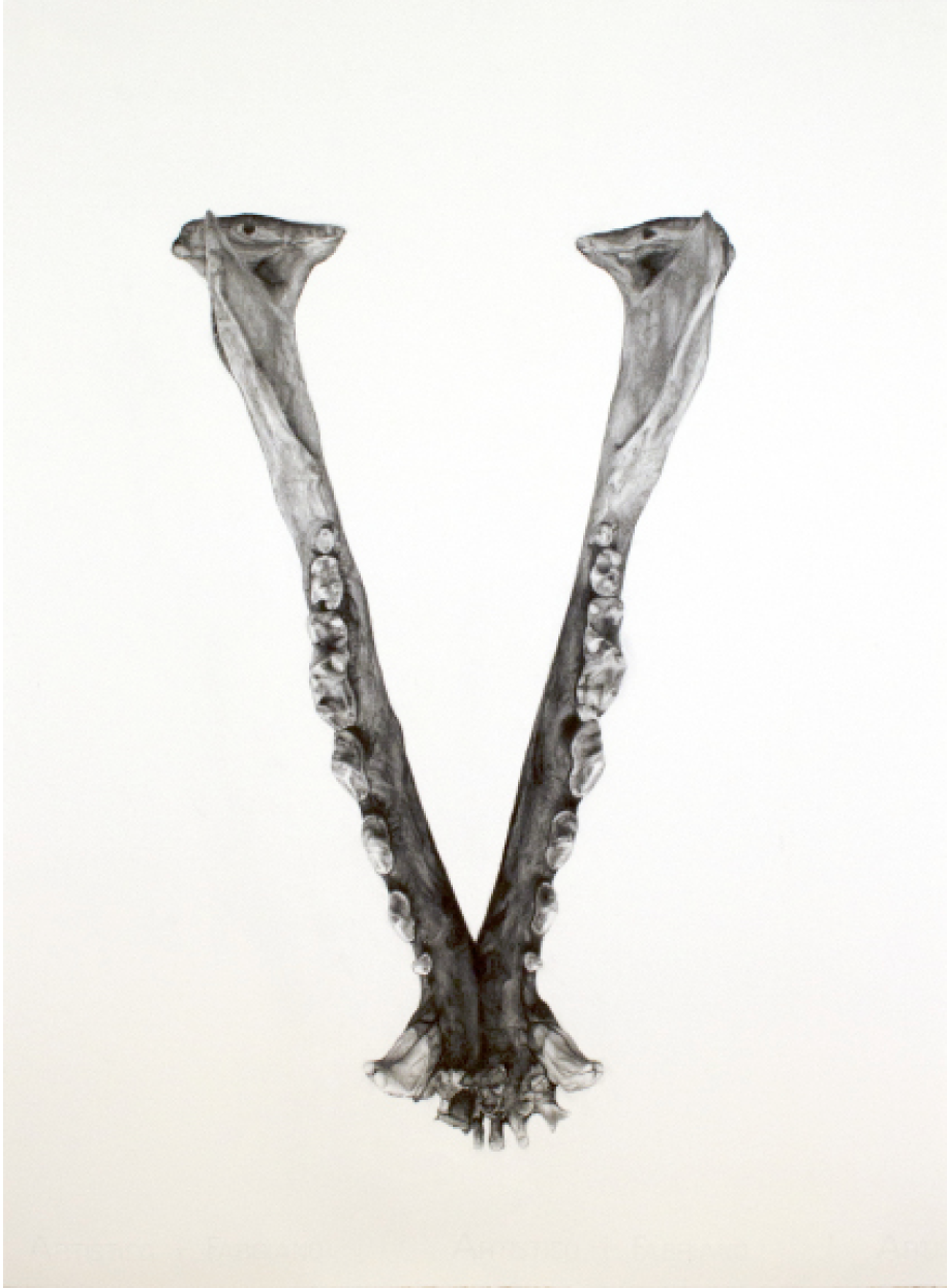 'Jawbone', charcoal on paper, 30inx22in, by Tara Shukla, 2016