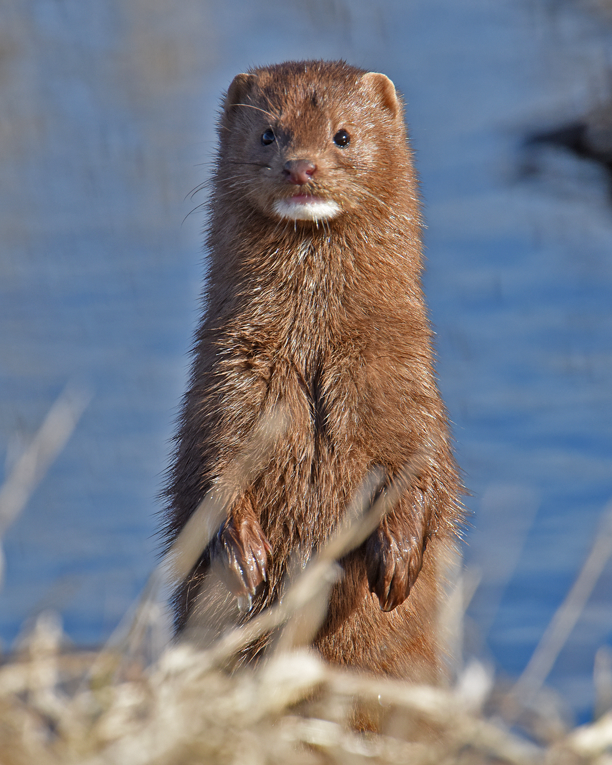 Photo courtesy of Ken Saunders II, taken March 18, 2016, at Otter Creek Marsh Wildlife Management Area in Tama County, Iowa