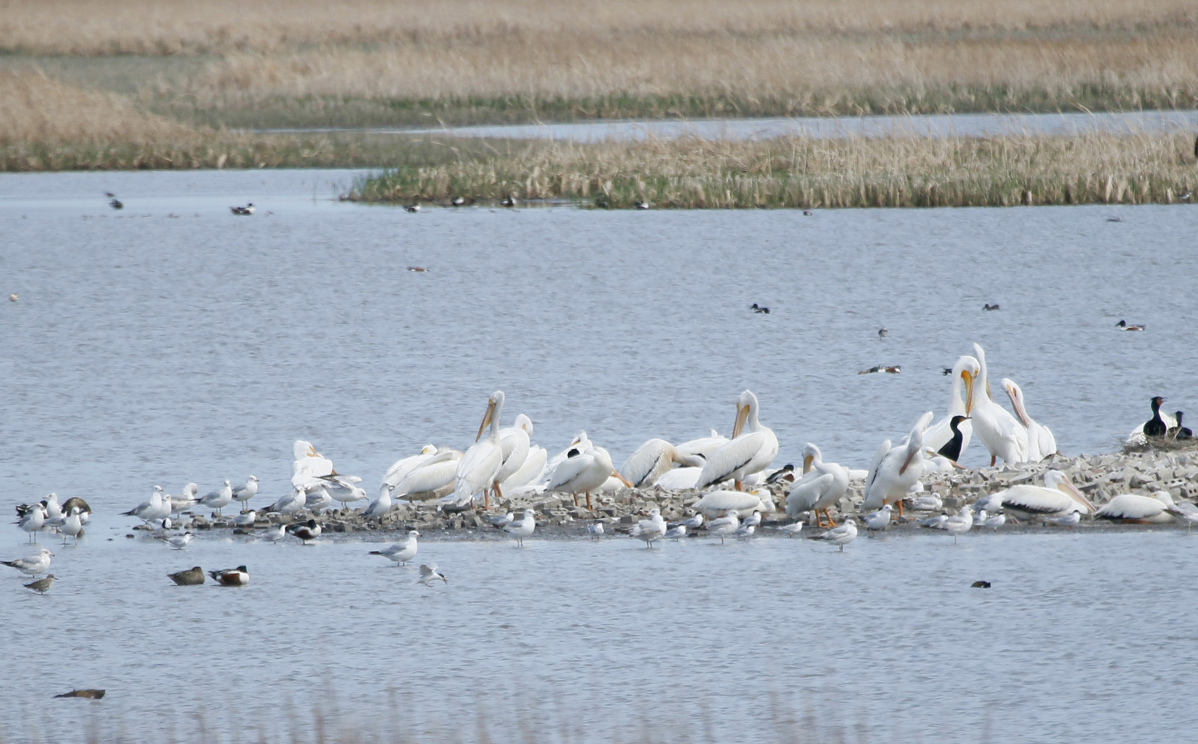 American white pelicans, cormorants, gulls and assorted other waterfowl gather on a spit at Cheyenne Bottoms. photos by Kaleb Kroeker unless otherwise noted