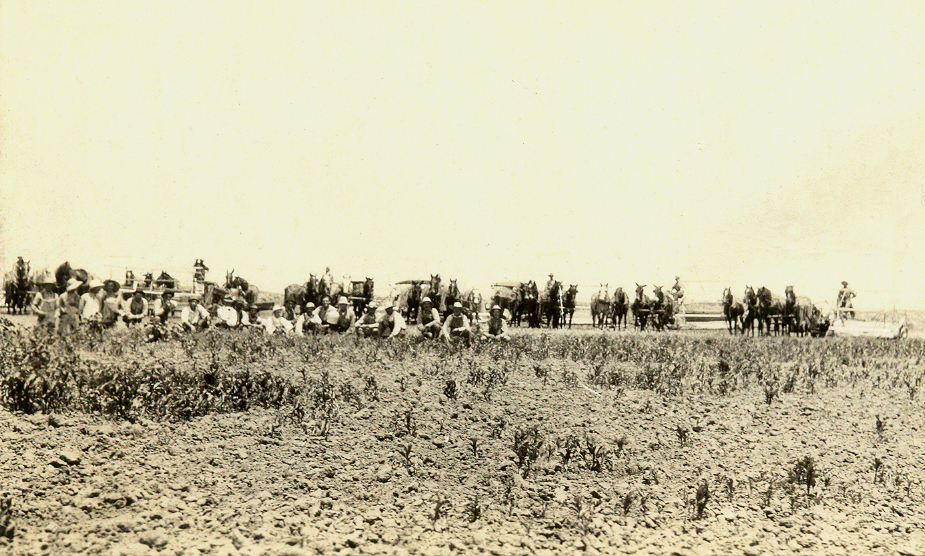 This photograph indicates the magnitude of Henry Janzen’s farming operation. pictured are 24 to 25 people and 26 horses.