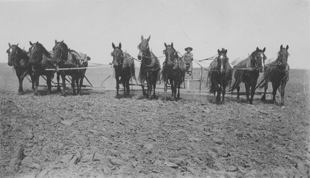 Wilbert Janzen plowing behind his father’s nine-horse team