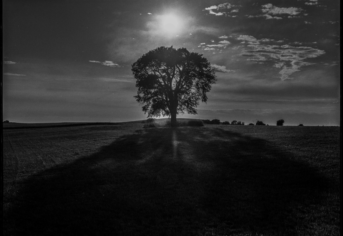 “Tree in Field,” outside rural Hortonville, Wisconsin