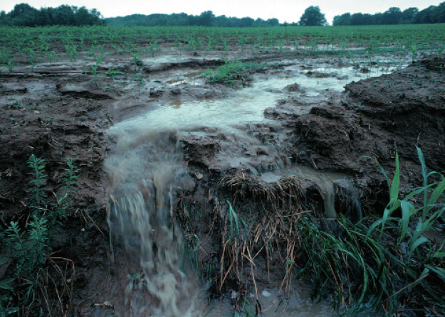 Agricultural runoff in Iowa, 1999. Photograph by Lyn Betts. Image via Wikimedia Commons