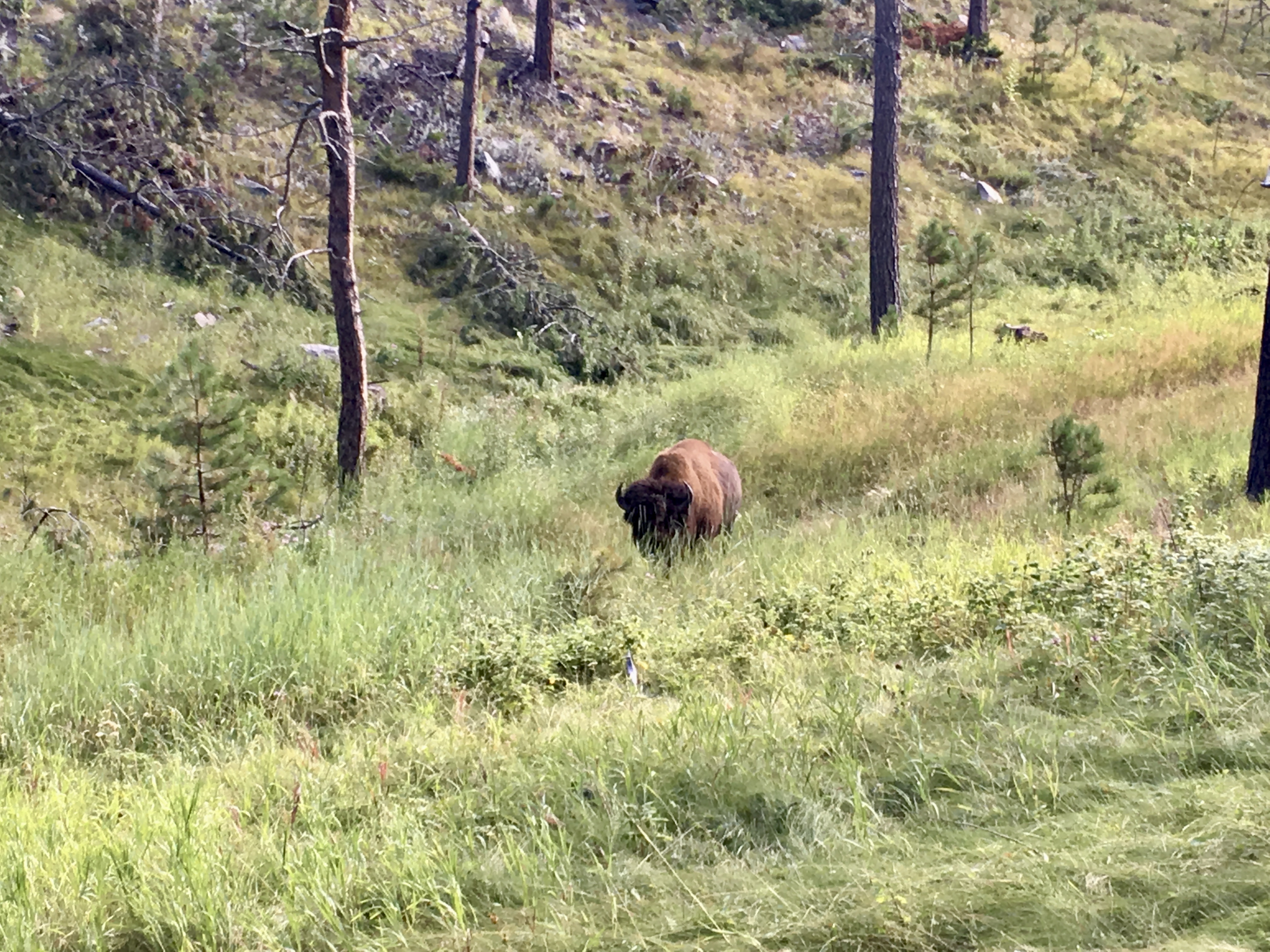 A bull bison who was blocking the trail early one morning in [Custer State Park,](https://gfp.sd.gov/parks/detail/custer-state-park/) South Dakota