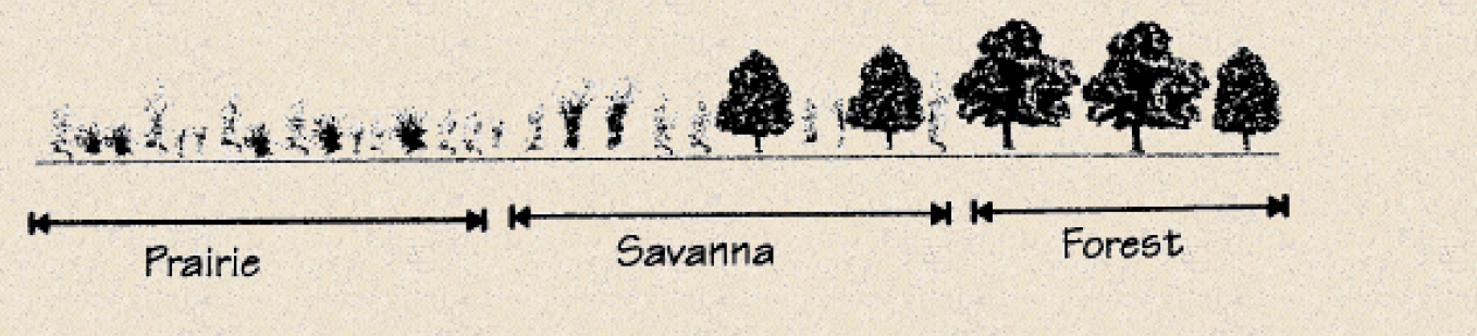 Illustration from 'Managing Michigan Wildlife: A Landowners Guide,' Sargent, M.S and Carter, K.S., ed. 1999. Michigan United Conservation Clubs, East Lansing, MI. 297pp.