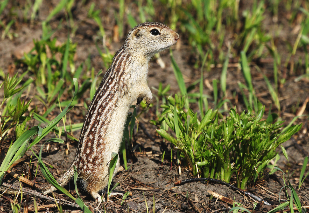 A thrteen-lined ground squirrel, a tallgrass prairie resident, April 24, 2019