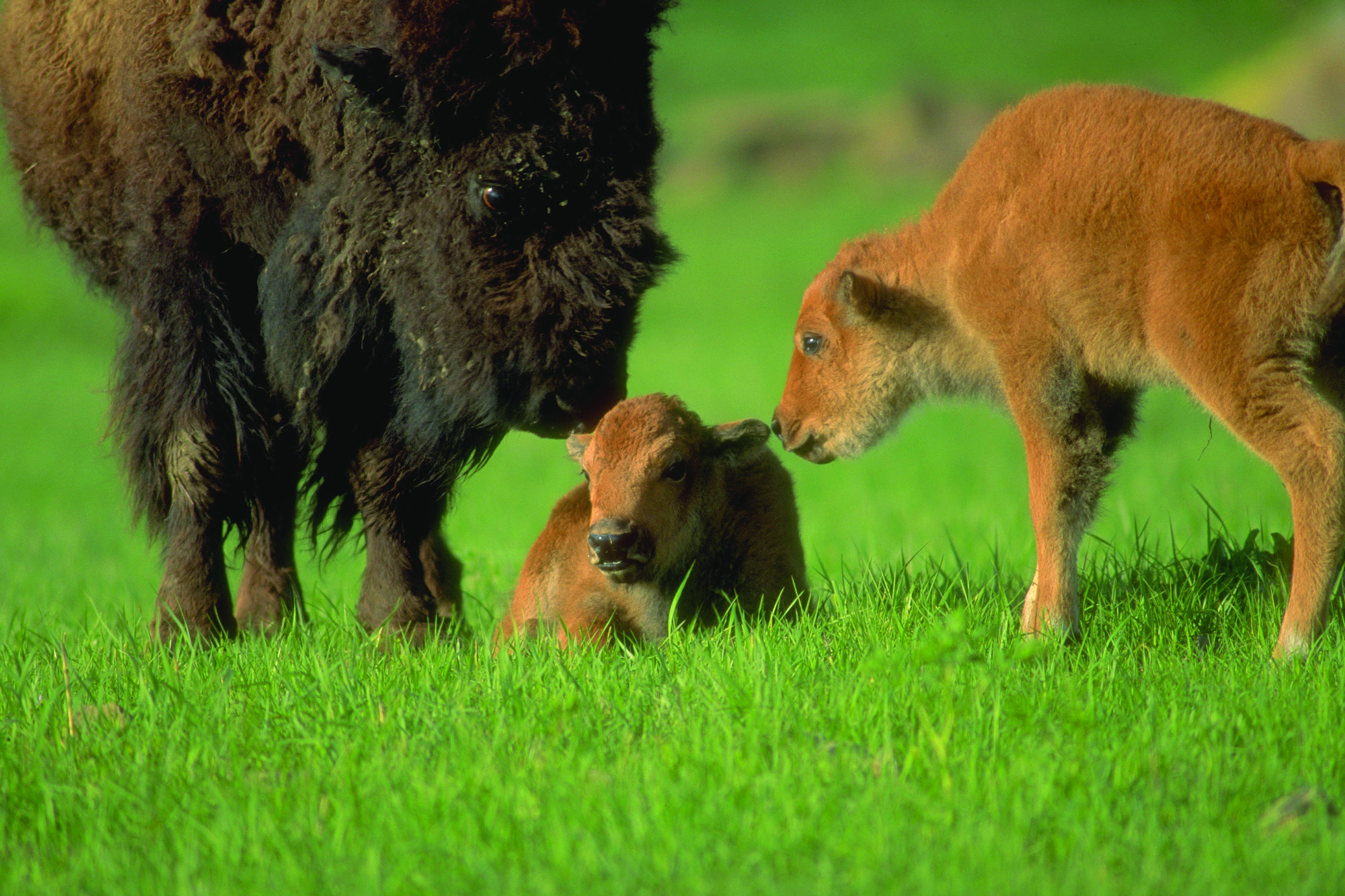A cow bison and two young calves---one hers, the other belonging to one of her herd-mates. Photo by Harvey Payne