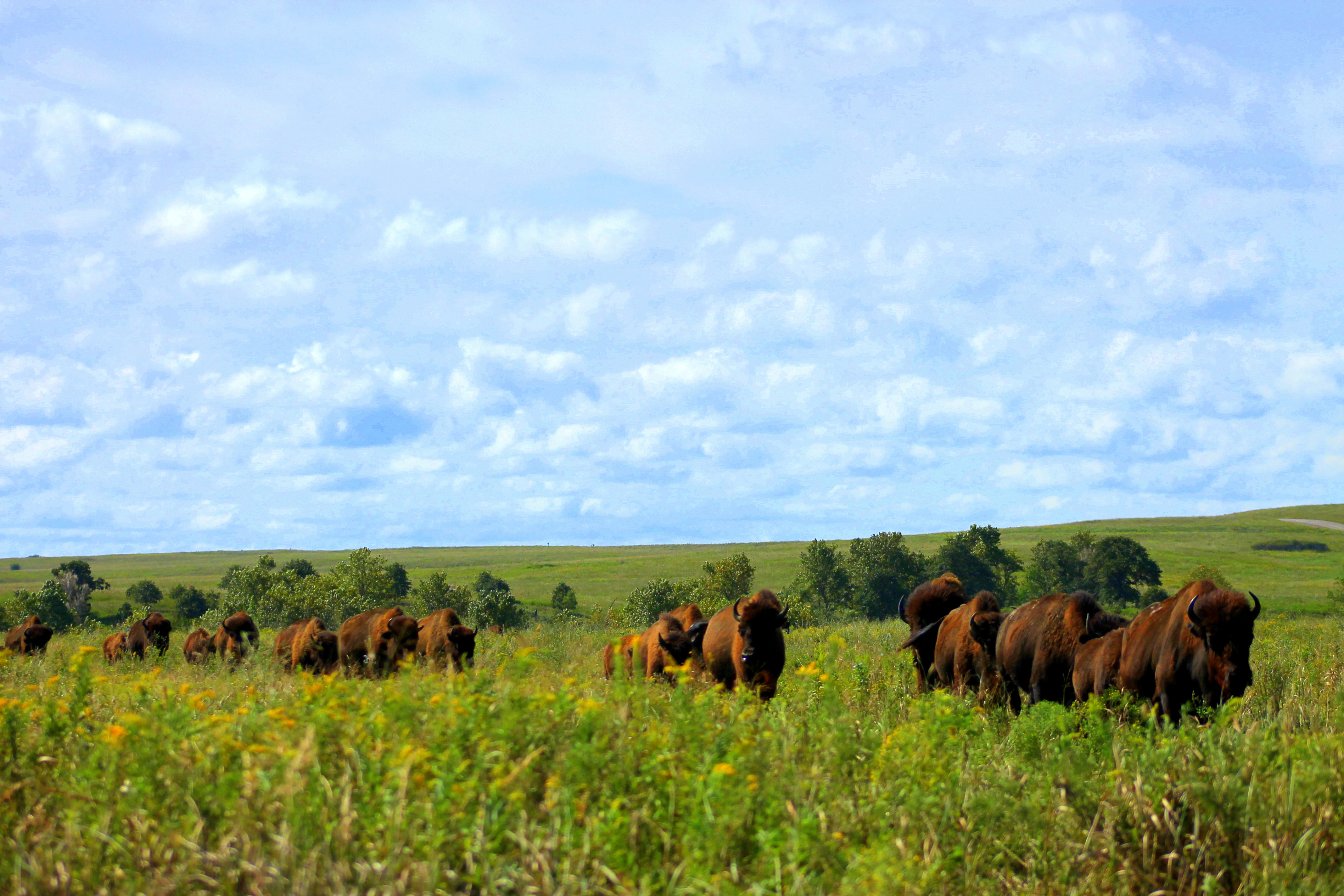 A Small Part of the 2,500-head bison herd which roams freely over the Joseph H. Williams Prairie Preserve. Photo by Carmon Briggs