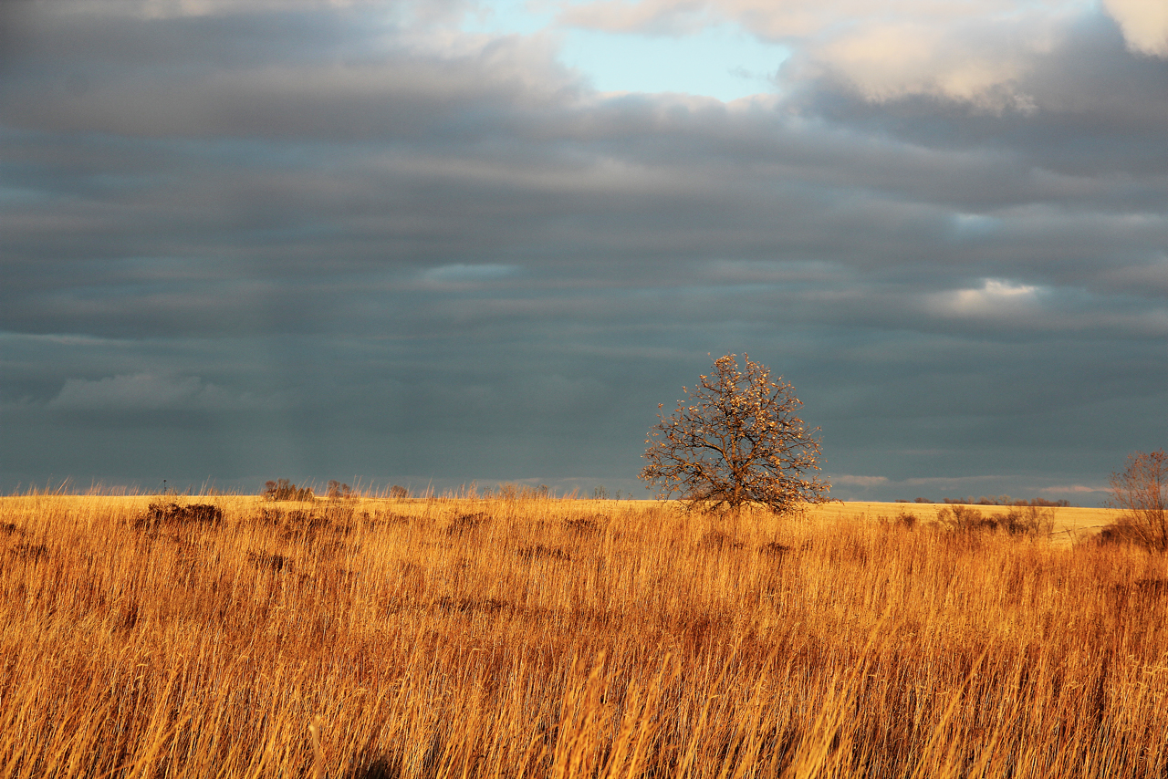A Lone Burr Oak on the Autumn Prairie, November 19, 2019