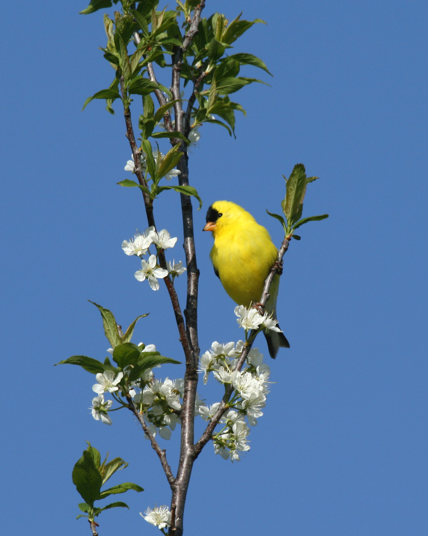 American goldfinch in a wild plum tree, May 11, 2008
