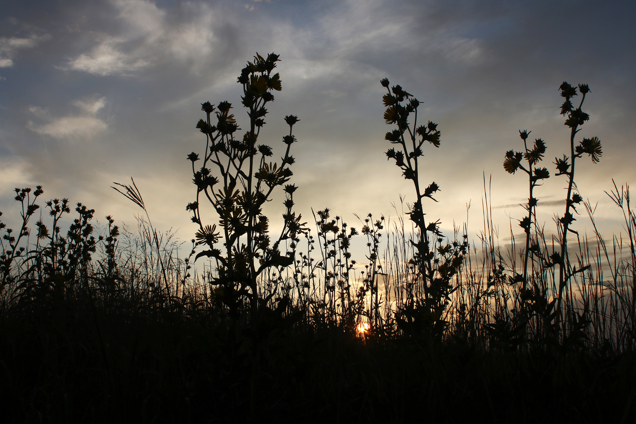 Compass plants and big bluestem silhouetted at Sunset, June 30, 2018