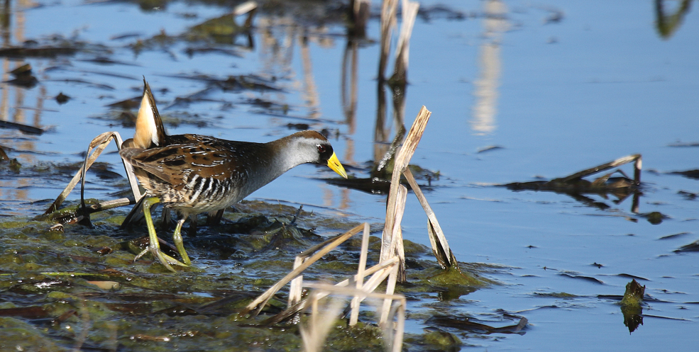 Sora rail in a reconstructed wetland, May 5, 2017