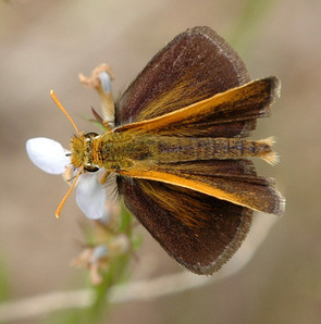 Photo of a Powesheik Skipperling by Michael Reese for [Wisconsin Butterflies.](https://wisconsinbutterflies.org/butterfly) Taken at [Puchyan Prairie State Natural Area,](https://dnr.wi.gov/topic/Lands/naturalareas/index.asp?SNA=172) Green Lake County, Wisconsin. June 28, 2007