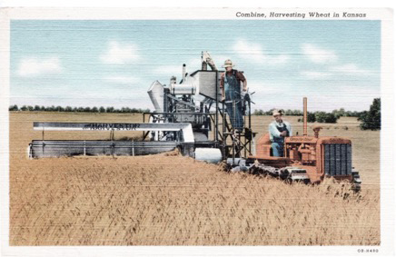 'This postcard shows what I think is an International Harvester combine of the sort that I worked on. This looks very much as I remember the combines that I most commonly saw, although I do not recall ever seeing a Caterpillar tractor in a wheat field. My memory is primarily of combines with the cutting platform on the night-hand side pulled by tractors with rubber tires.' Postcard from the collection of Beryl Clottfelter
