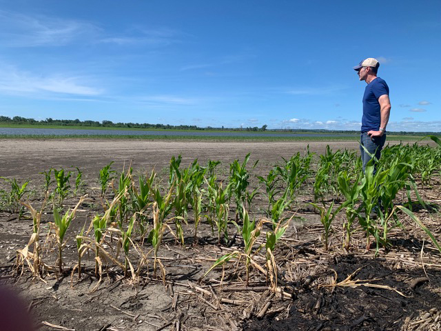 Corey McIntosh surveys stunted corn crop and barren flooded land, July 2019. Photo courtesy of Corey McIntosh