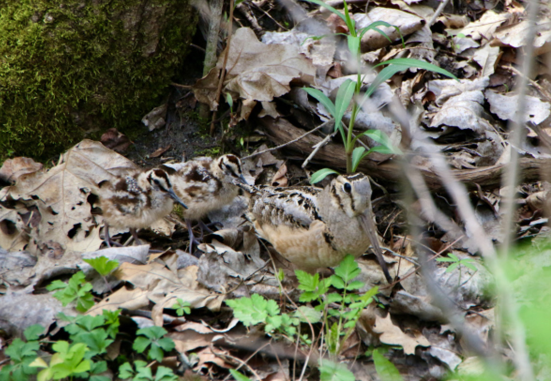 An American woodcock (Scolopax minor) hen and her chicks at the Pleasant Grove Land Corporation. Photo courtesy of Sandy Moffett