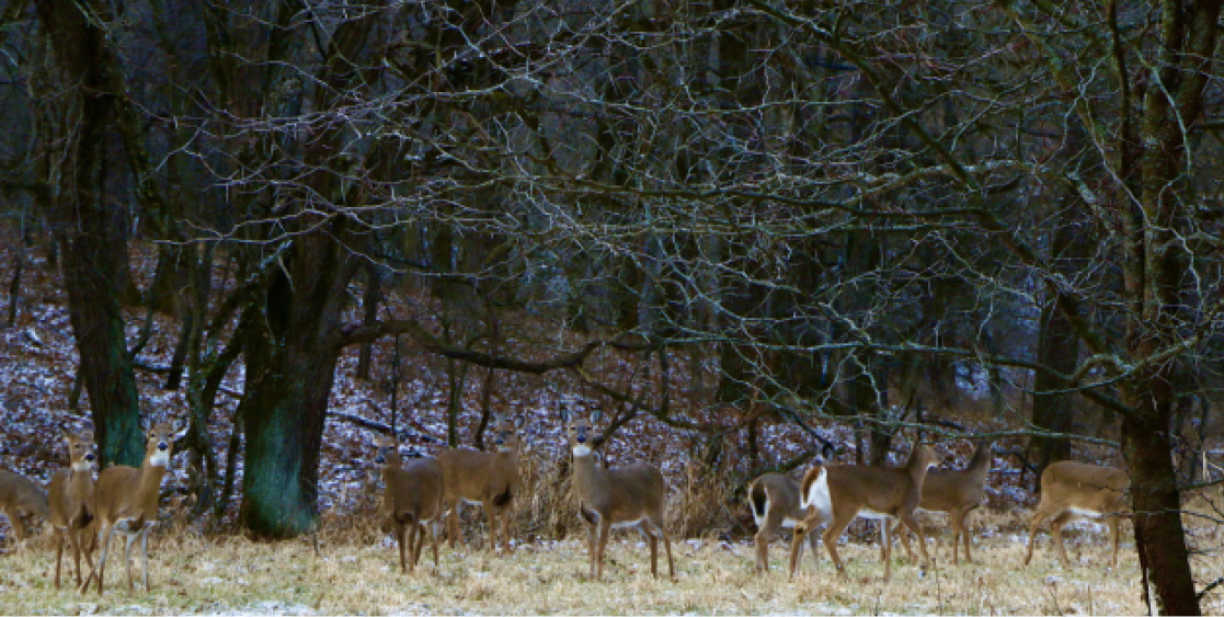 White-tailed Deer at the Pleasant Grove Land Corporation. Photo courtesy of Sandy Moffett
