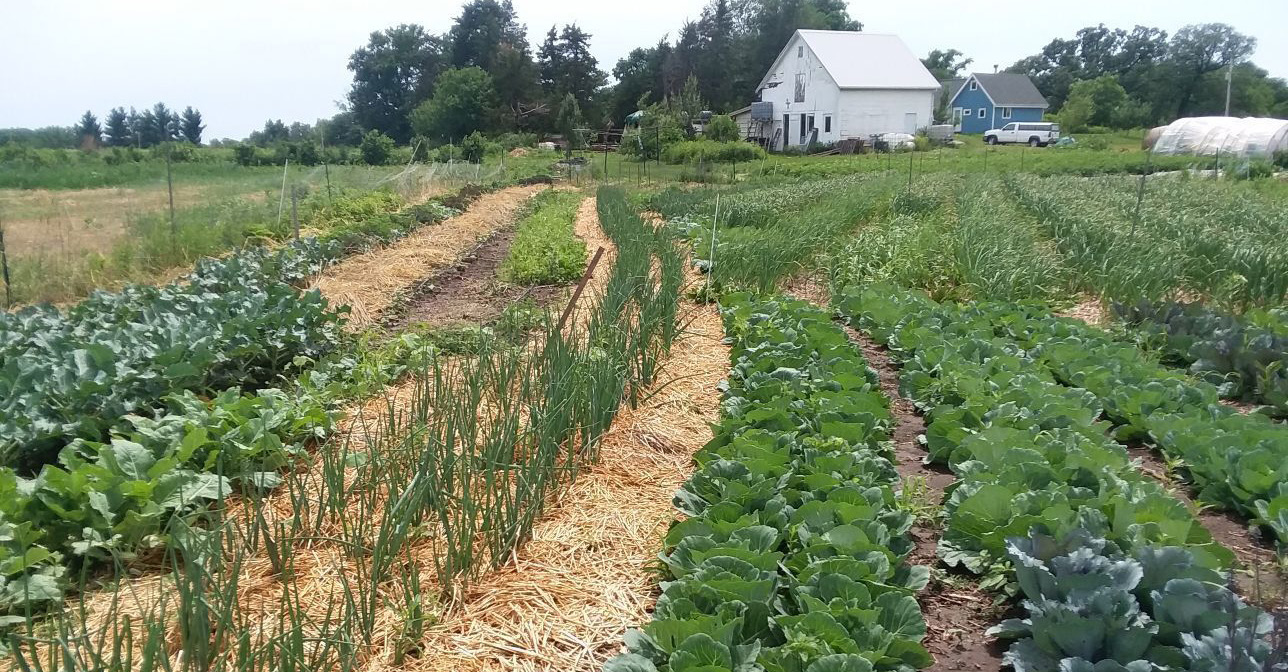 photo of a large vegetable garden