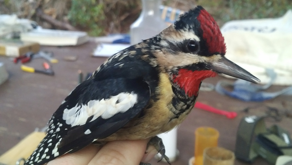 The one that got away. The yellow-bellied sapsucker is the only woodpecker native to the prairie that has thus far eluded Sandy Moffett's lens. Photo captured at a bird-banding event by [Chelsea Steinbrecher-Hoffmann,](https://www.linkedin.com/in/chelsea-steinbrecher-hoffmann-82723755) biologist with the U.S. Geological Survey's [Eastern Ecological Science Center.](https://www.usgs.gov/centers/eesc)