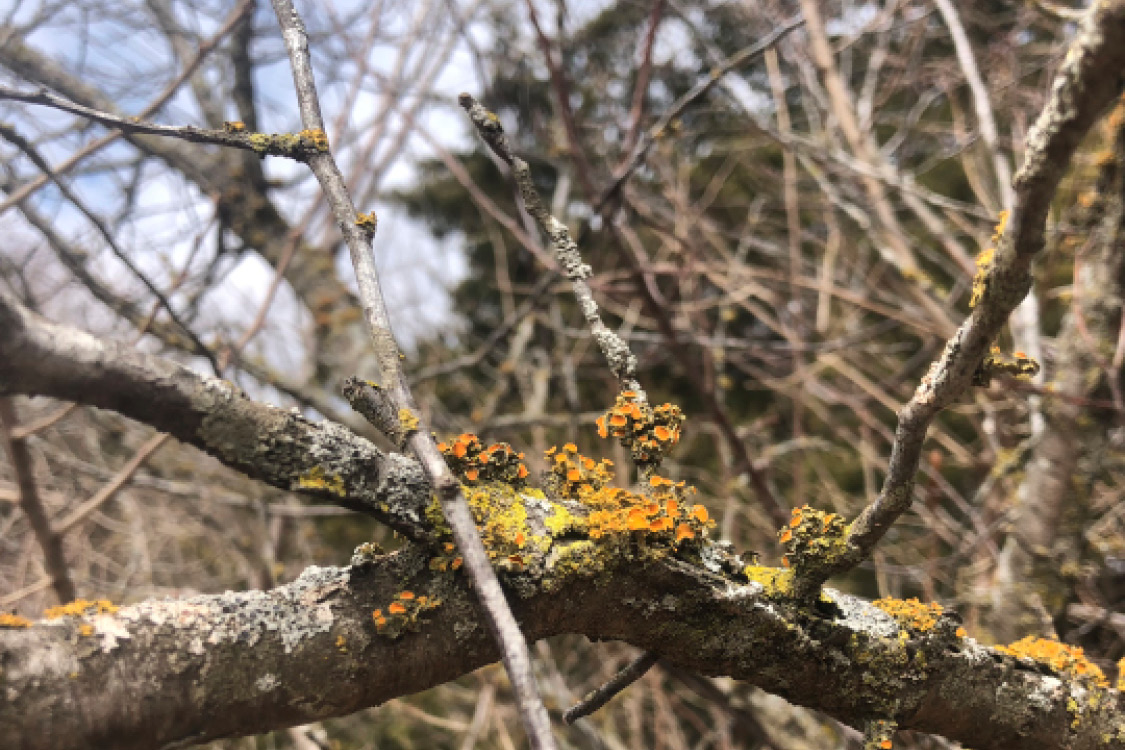 Figure 1. Lichens growing on the bark of a wild plum (_Prunus americana_) branch. The orange lichen is _Teloschistes chrysophthalmus_ ("golden eye lichen"), the gray lichen is _Physcia stellaris_, and the yellow lichen is _Candelaria concolor_. Image taken in Adair County, Iowa in 2020. All photos courtesy of James Colbert