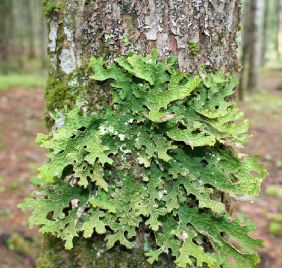 Figure 2: _Lobaria pulmonaria_ growing on the bark of a sugar maple (_Acer saccharum_) tree. Image taken in the state of Maine in 2011. The same species grows in Iowa.