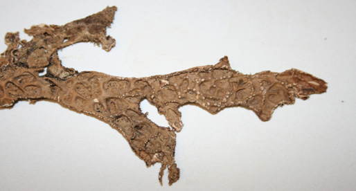 Figure 3: Specimen of _Lobaria pulmonaria_ collected by Dr. Bruce Fink in 1894. From the Ada Hayden Herbarium Lichen Collection, Accession # 25303