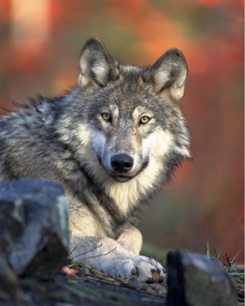 Gray Wolf (Canis Lupus). Image by Wikiimages from Pixabay