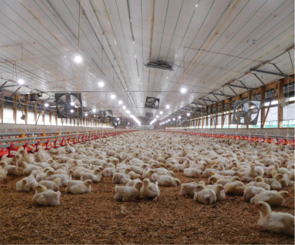 Photo courtesy of Benjamin Schrager. View from inside an industrial broiler chicken structure, Miyazaki Prefecture, Japan