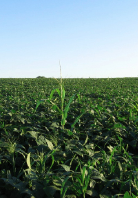Photo Courtesy of Benjamin Schrager, 2006. Picture of a lone corn plant, possibly Round-up resistant, in a field of soybeans in Iowa