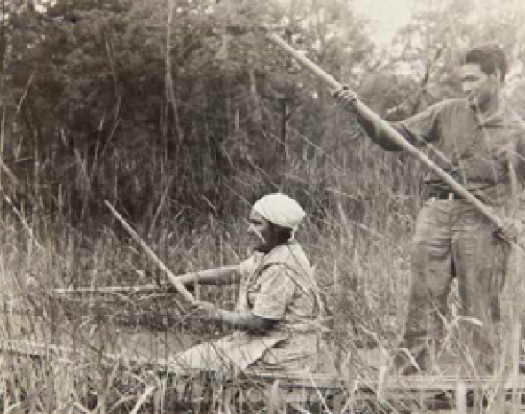 Ojibwe harvesting wild rice in 1939. Photo courtesy of Minnesota Historical Society