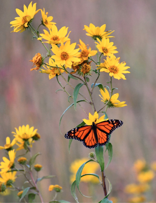 Monarch butterfly on a prairie sunflower. Photo courtesy of Joan Van Gorp, President and Community Coordinator for [Friends of the Neal Smith National Wildlife Refuge](https://www.tallgrass.org)