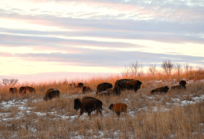 Bison herd at the Neal Smith National Wildlife Refuge (NWR). Photo courtesy of Joan Van Gorp, President and Community Coordinator for Friends of the Neal Smith NWR