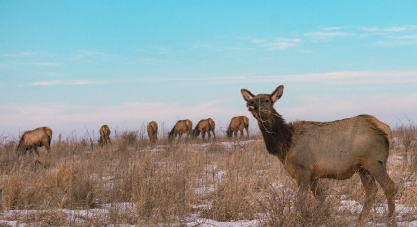 Elk grazing at the Neal Smith National Wildlife Refuge (NWR). Photo by the U.S. Geological Survey