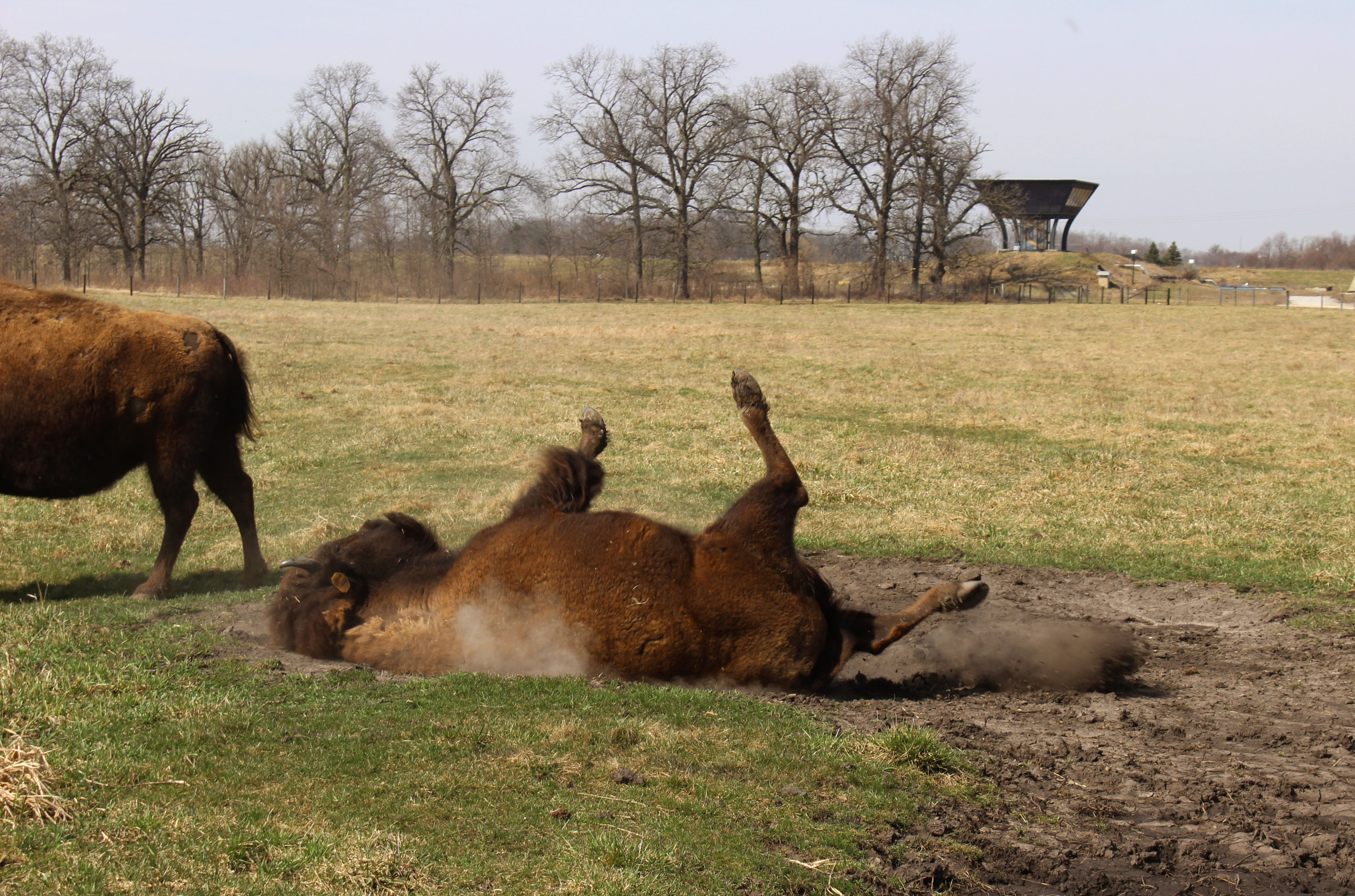 By 1890, the majority of remaining bison were owned by private herds.